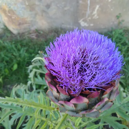 Tomazev Svet Zgornje Skofije