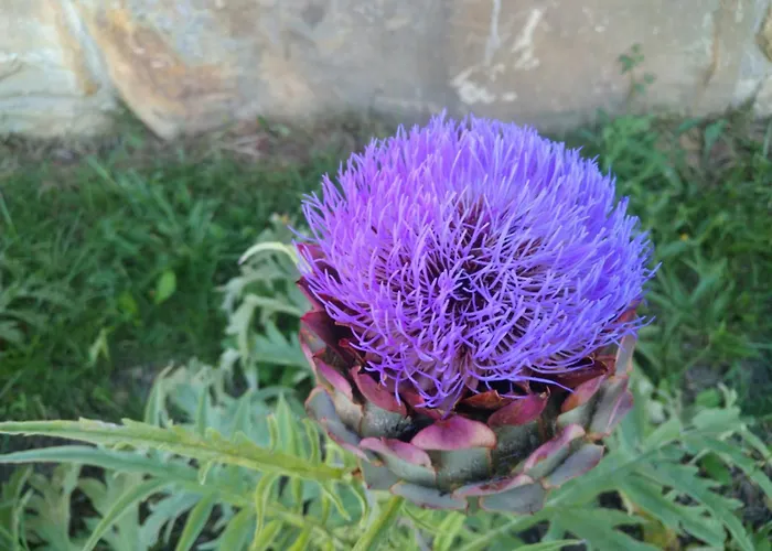 Tomazev Svet زْغورنيي سْكوفييي